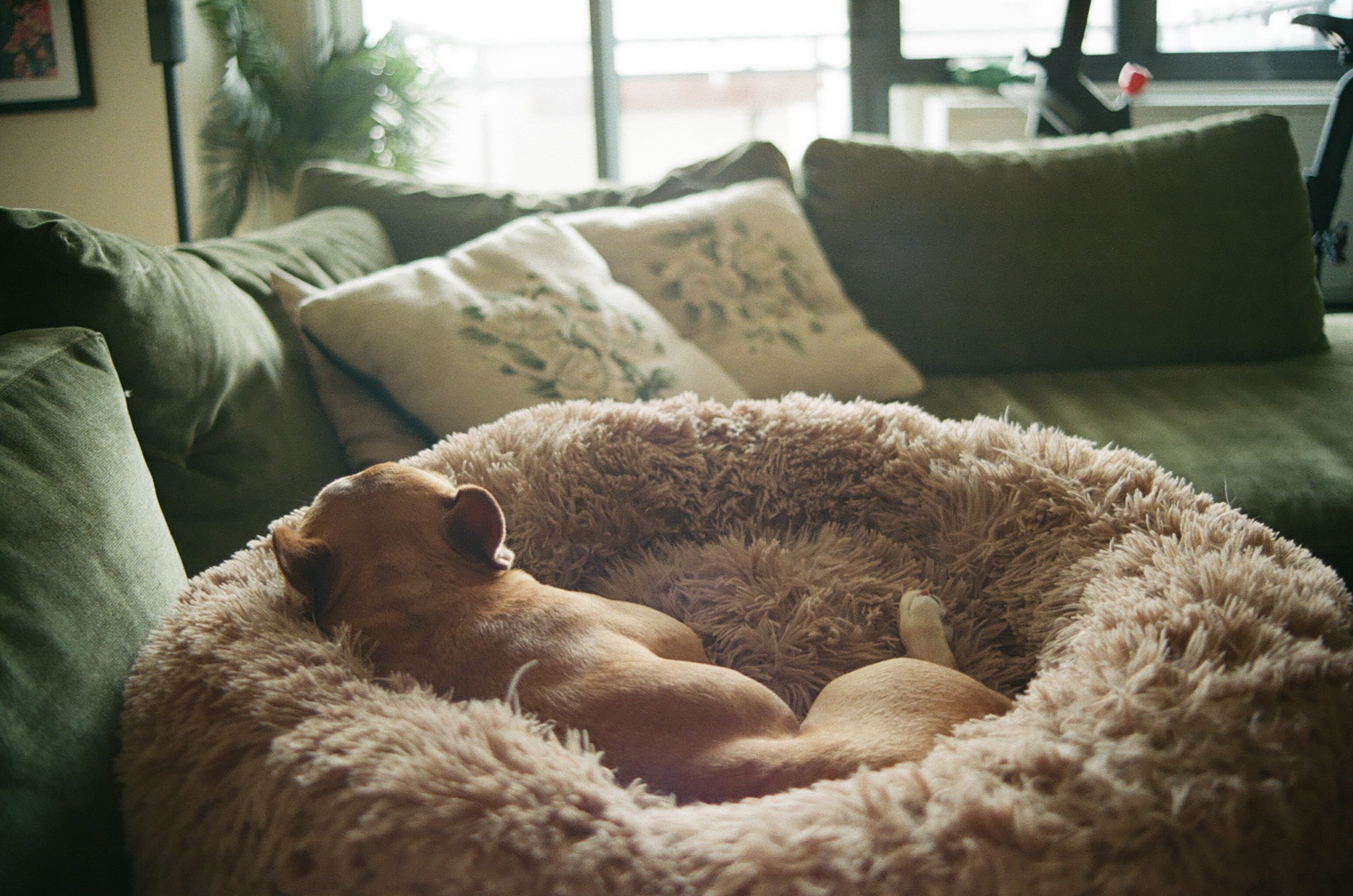 Dog sleeping in a round bed beside a sofa