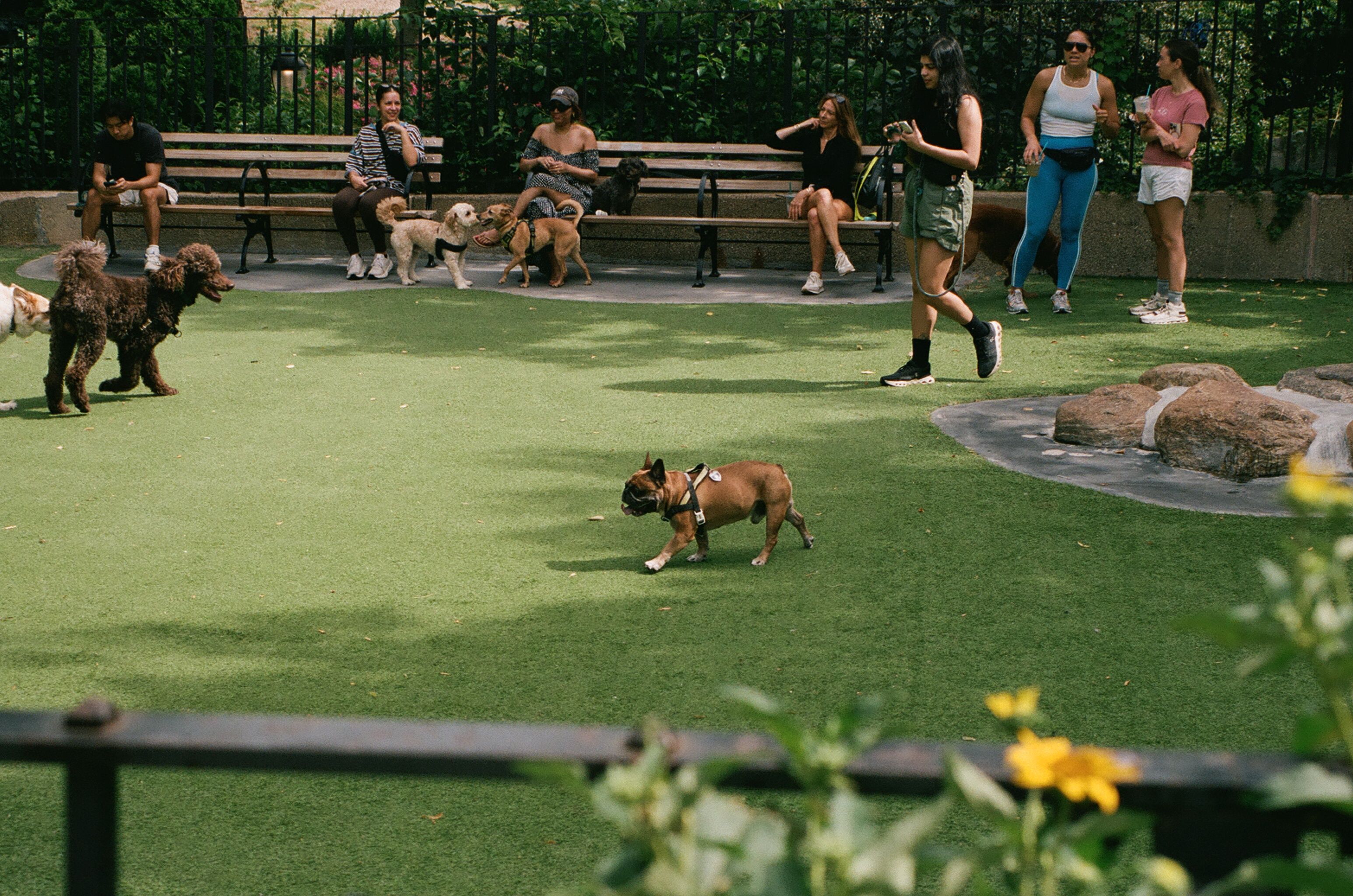 People and dogs gathered in a neighborhood dog run