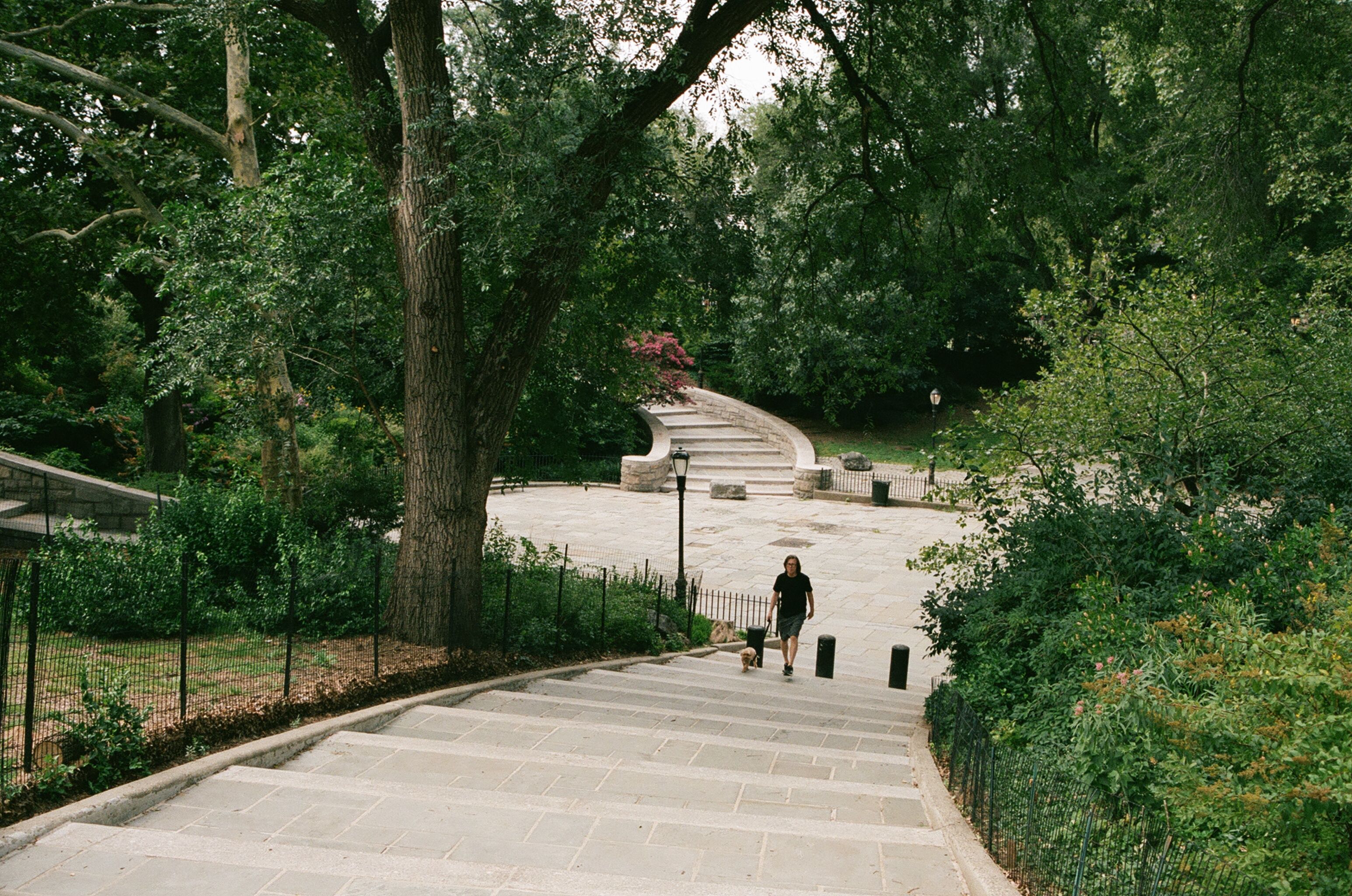 Long park staircase descending beneath trees