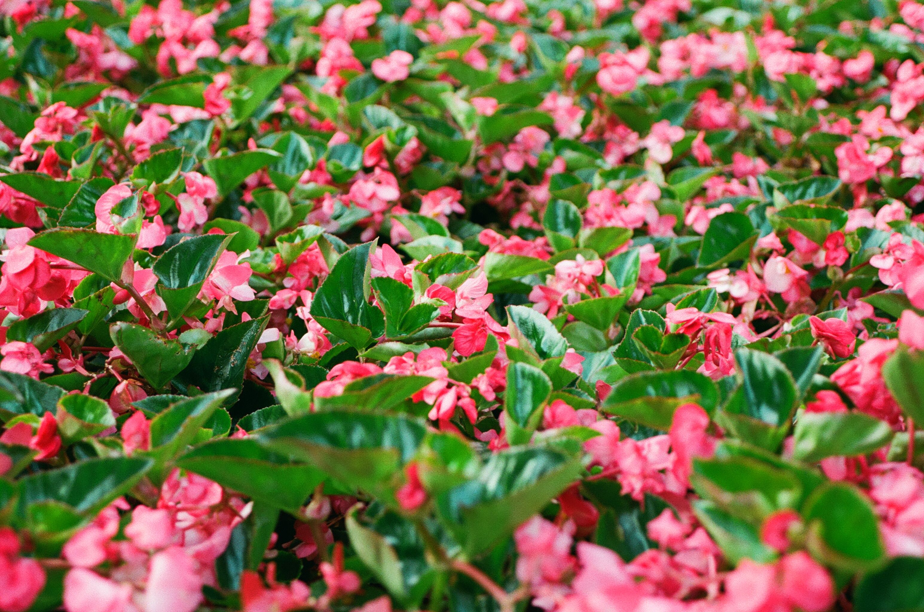 Dense bed of pink flowers