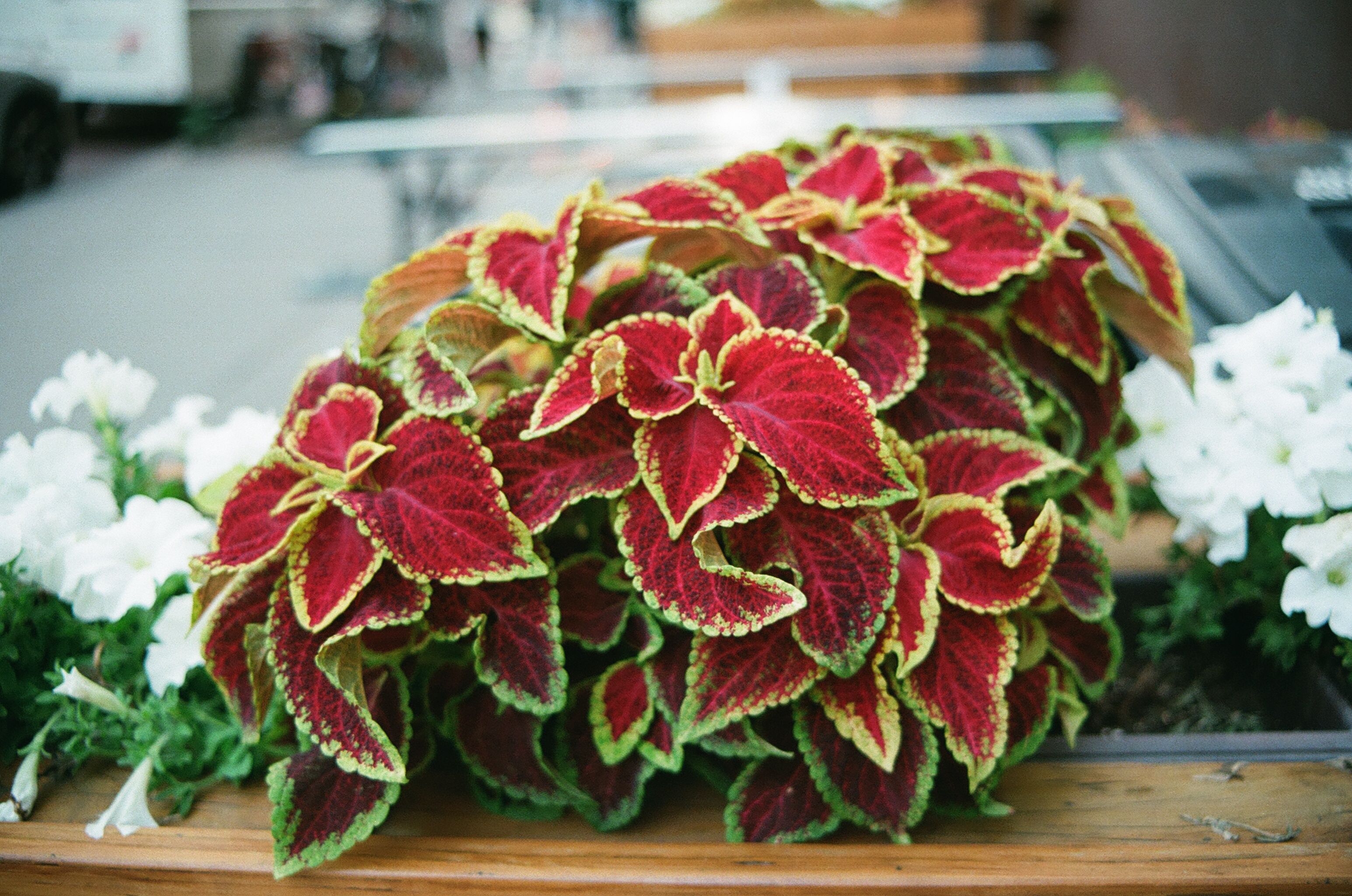 Red and green foliage in a planter