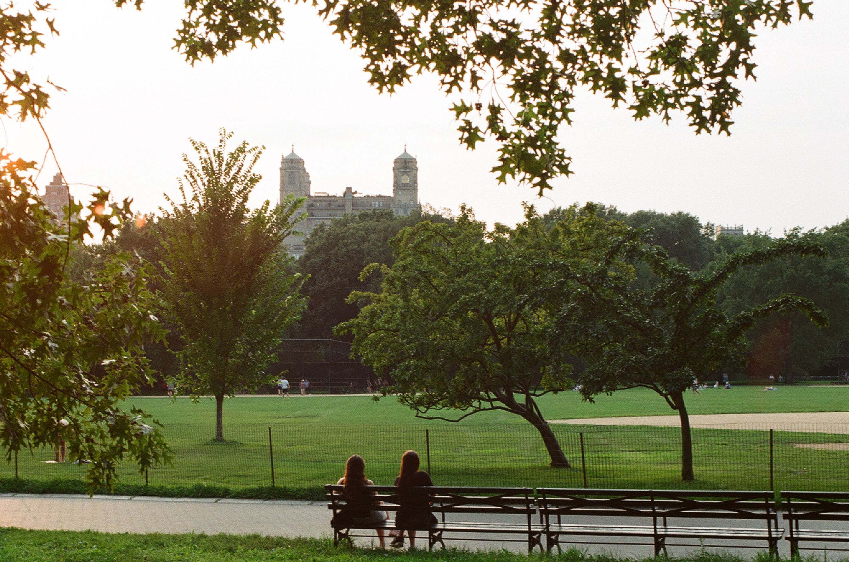 Late sunlight crossing a broad park lawn
