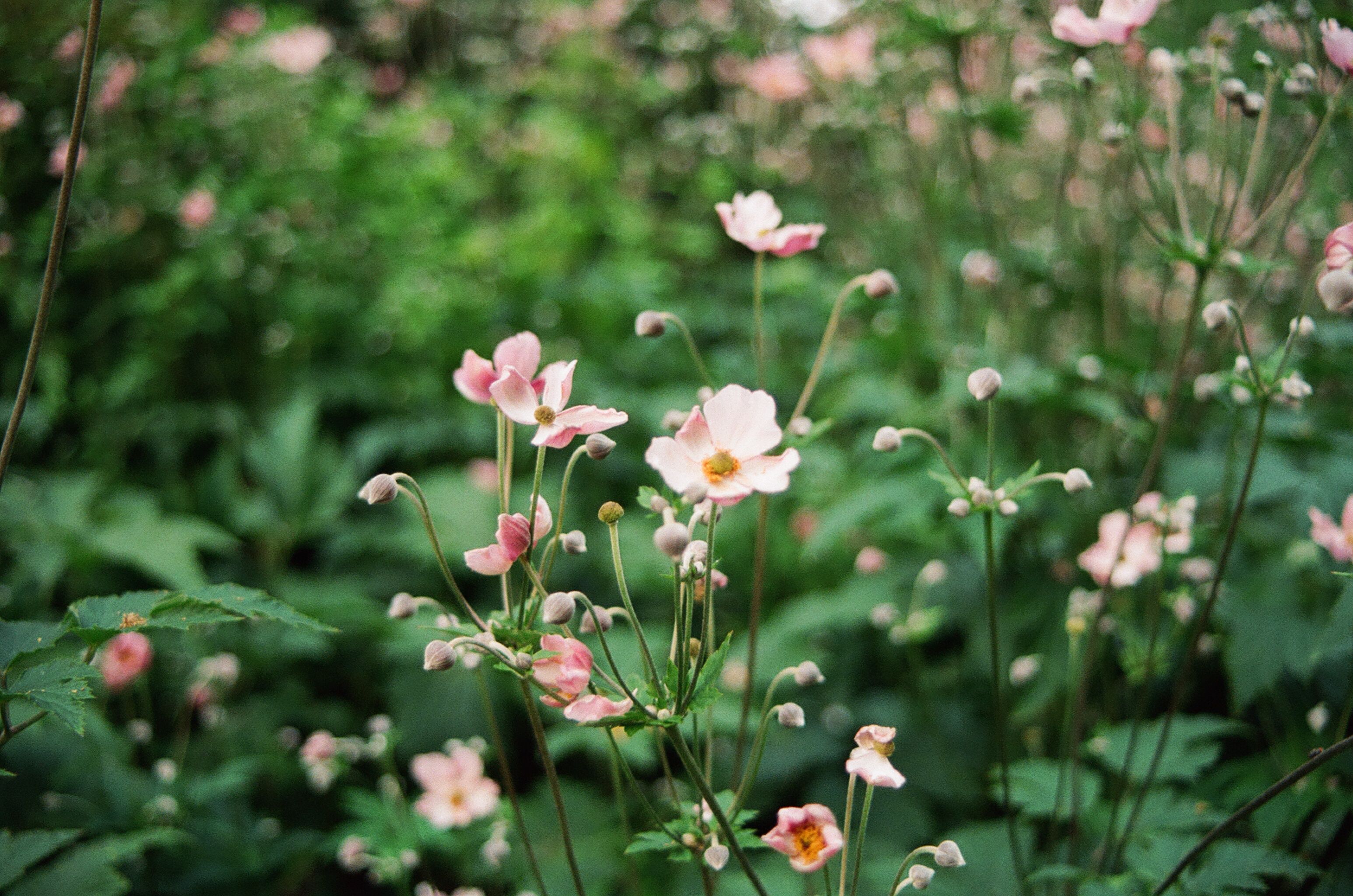 Small pink flowers against deep green foliage