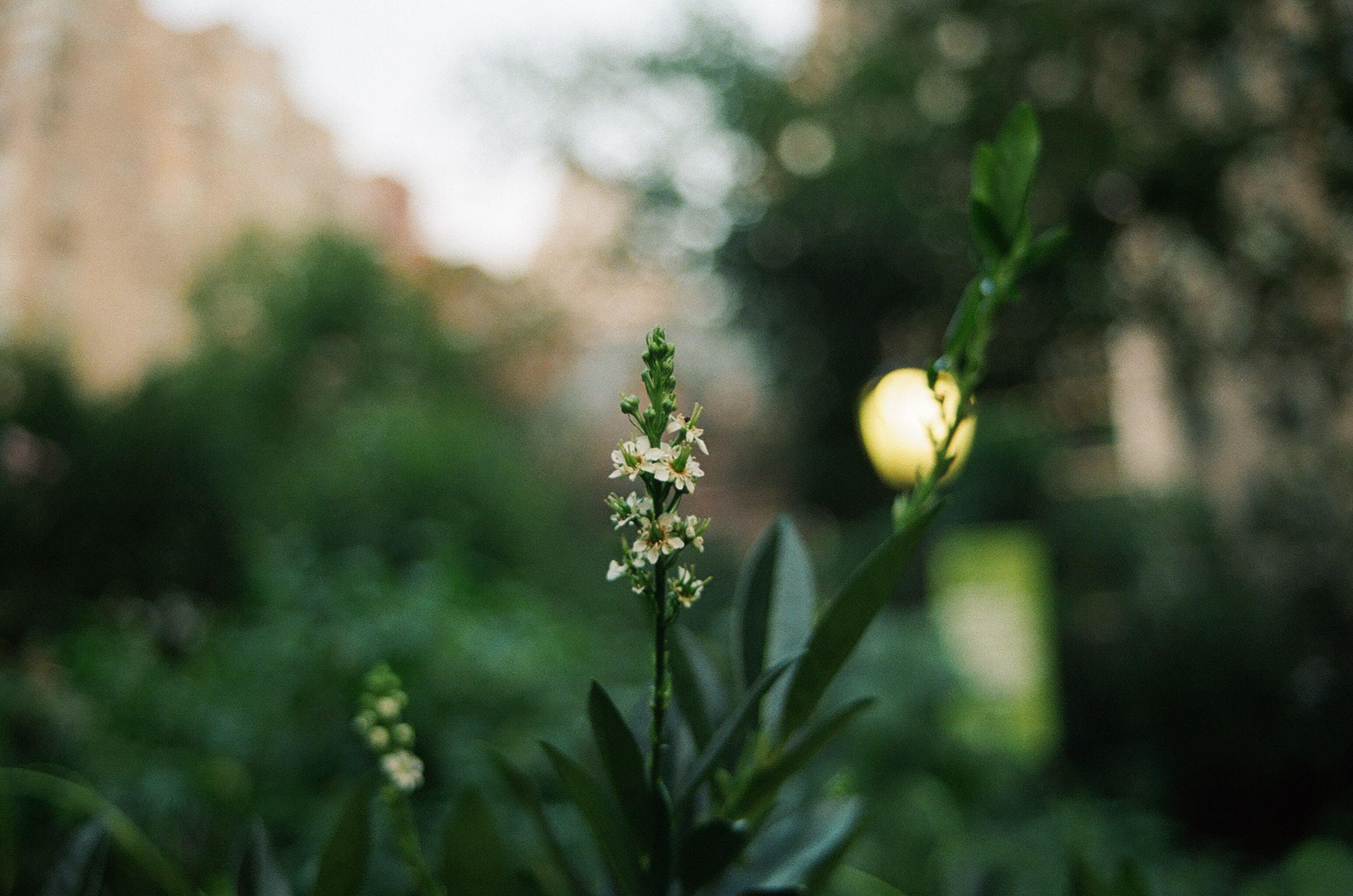 Small flower and orb of light in shallow focus