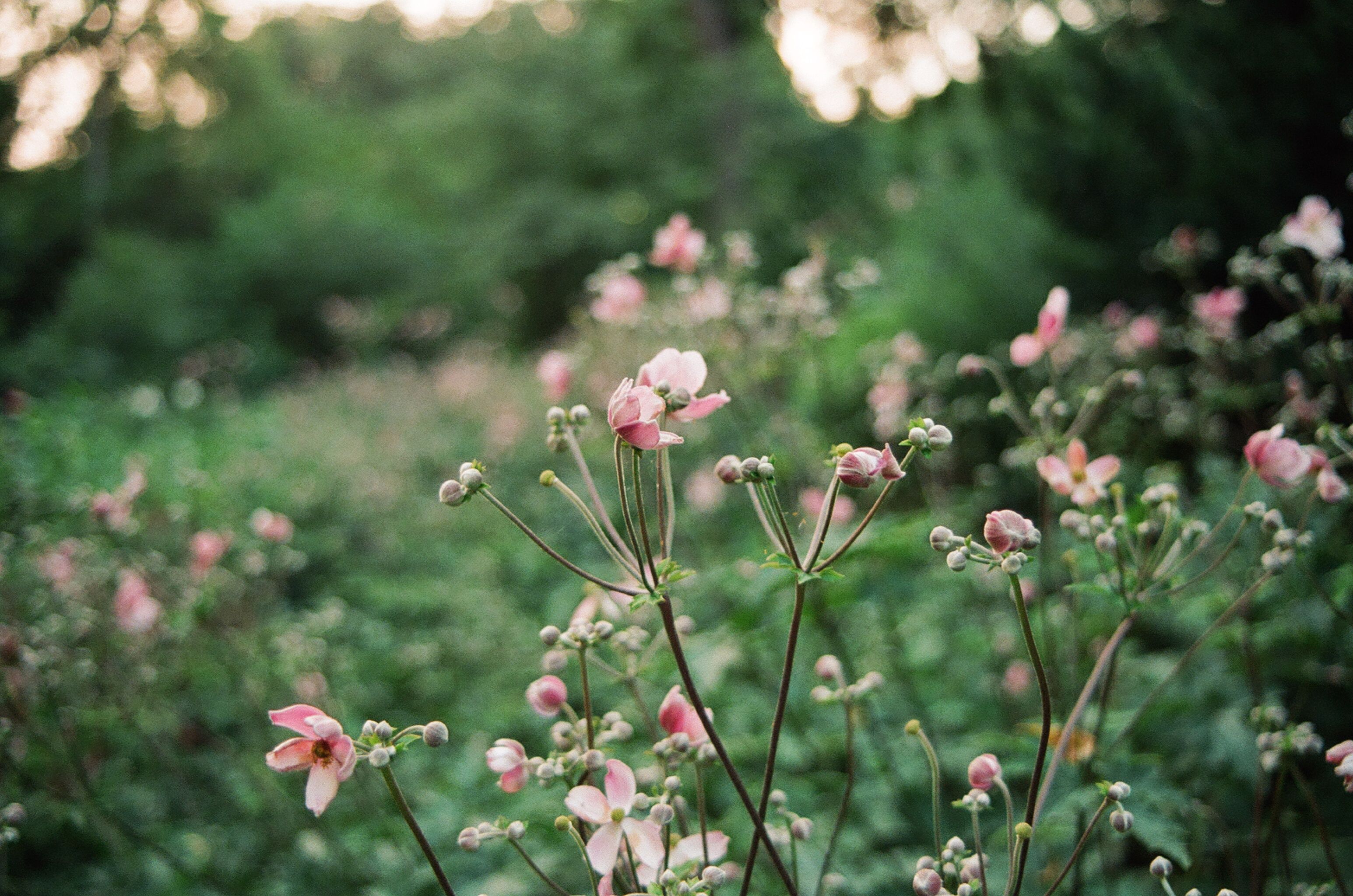 Pink flowers rising against a soft green background